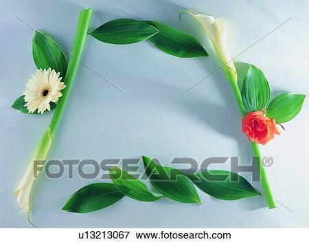 sun flower, flower, background, border, plant, frame View Large Photo Image Stock Photo - sun flower, flower, background, border, plant, frame. Fotosearch