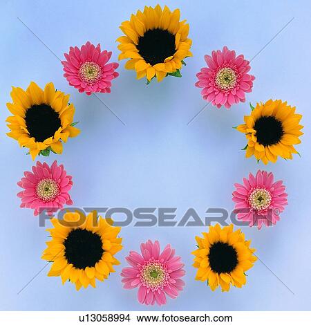 sun flower, frame, plant, background, nature, pink, leaf View Large Photo Image Picture - sun flower, frame, plant, background, nature, pink, leaf. Fotosearch
