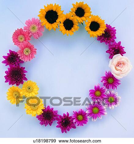 Stock Photo - white, flower, frame, background, yellow, rose, plant. Fotosearch