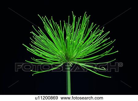 blossom, close-up, green, petal, stamen, plant View Large Photo Image Stock Photo - blossom, close-up, green, petal, stamen, plant. Fotosearch
