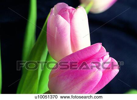blossom, close-up, petal, pink, leaf, plant, tulip View Large Photo Image Stock Image - blossom, close-up, petal, pink, leaf, plant, tulip. Fotosearch