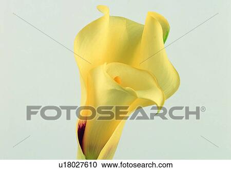 blossom, close-up, white, flower, calla lily, petal, lily View Large Photo Image Stock Image - blossom, close-up, white, flower, calla lily, petal, lily. Fotosearch