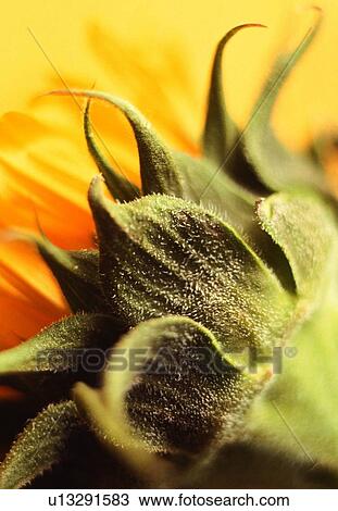 blossom, flower, close-up, petal, plant, calyx, yellow View Large Photo Image Stock Image - blossom, flower, close-up, petal, plant, calyx, yellow. Fotosearch