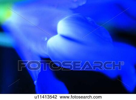 Stock Image - blossom, flower, petal, close-up, purple, waterdrop. Fotosearch