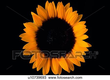 Stock Image - blossom, flower, plant, sunflower, petal, close-up. Fotosearch