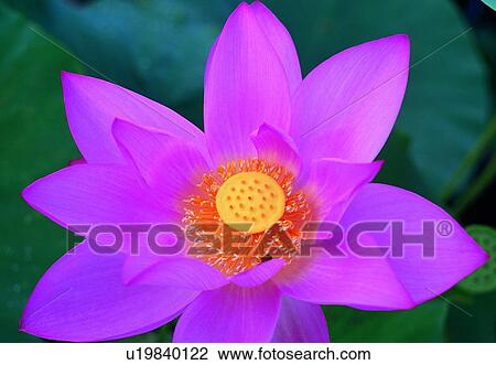 blossom, lotus, bud, pink, close-up, petal View Large Photo Image Stock Image - blossom, lotus, bud, pink, close-up, petal. Fotosearch