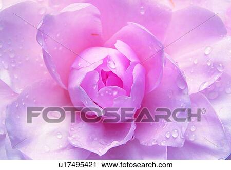blossom, petal, pink, plant, camellia, close-up View Large Photo Image Stock Image - blossom, petal, pink, plant, camellia, close-up. Fotosearch