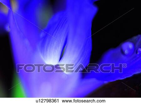 blossom, petal, purple, flower, close-up, plant View Large Photo Image Stock Image - blossom, petal, purple, flower, close-up, plant. Fotosearch
