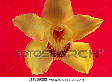 blossom, plant, orchid, close-up, petal, flower View Large Photo Image Stock Image - blossom, plant, orchid, close-up, petal, flower. Fotosearch