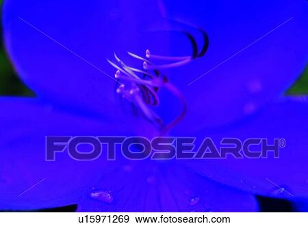 Stock Photo - bud, peony, petal, plant, close-up, blossom, flower. Fotosearch