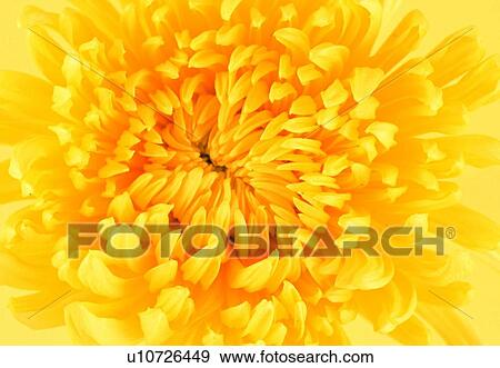 chrysanthemum, close-up, petal, plant, blossom, flower View Large Photo Image Stock Photo - chrysanthemum, close-up, petal, plant, blossom, flower. Fotosearch