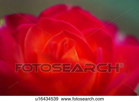 close-up, flower, blossom, red, petal, plant View Large Photo Image Stock Photo - close-up, flower, blossom, red, petal, plant. Fotosearch