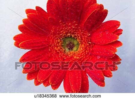 Stock Photo - close-up, flower, blossom, red, petal, sunflower. Fotosearch