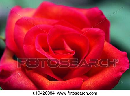 close-up, flower, blossom, rose, petal, plant View Large Photo Image Picture - close-up, flower, blossom, rose, petal, plant. Fotosearch