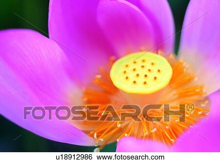 close-up, flower, pink, stamen, lotus, plant, bud View Large Photo Image Stock Photograph - close-up, flower, pink, stamen, lotus, plant, bud. Fotosearch