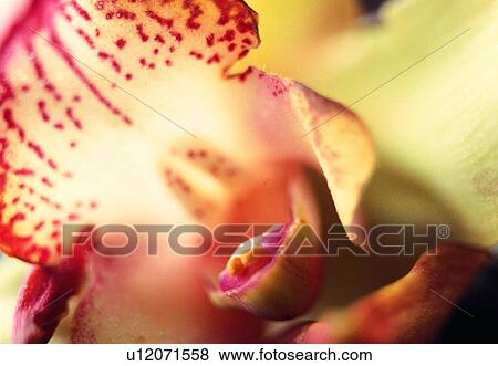 close-up, petal, blossom, plant, flower, orchid View Large Photo Image Stock Photo - close-up, petal, blossom, plant, flower, orchid. Fotosearch