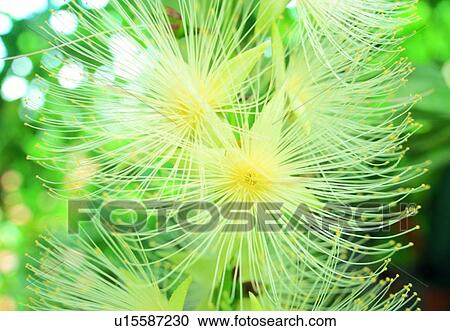 close-up, petal, plant, flower, bud, stamen View Large Photo Image Stock Image - close-up, petal, plant, flower, bud, stamen. Fotosearch
