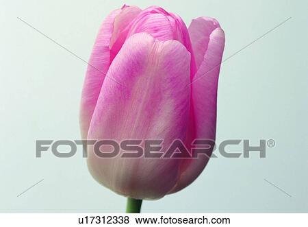 close-up, plant, petal, tulip, blossom, flower, pink View Large Photo Image Stock Photo - close-up, plant, petal, tulip, blossom, flower, pink. Fotosearch