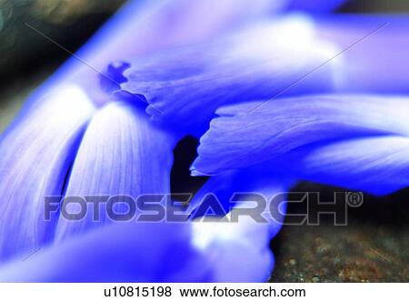 flower, blossom, petal, close-up, purple, waterdrop View Large Photo Image Stock Photo - flower, blossom, petal, close-up, purple, waterdrop. Fotosearch