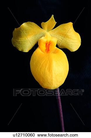 flower, blossom, petal, yellow, close-up, orchid View Large Photo Image Stock Image - flower, blossom, petal, yellow, close-up, orchid. Fotosearch