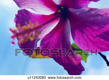 Stock Image - flower, close-up, blossom, peach, plant, hibiscus. Fotosearch