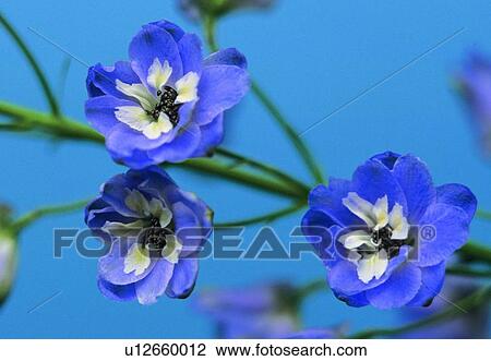 flower, close-up, petal, plant, blossom, purple View Large Photo Image Stock Image - flower, close-up, petal, plant, blossom, purple. Fotosearch