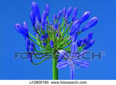 Stock Photography - flower, hyacinth, stem, close-up, purple, plant, petal. Fotosearch
