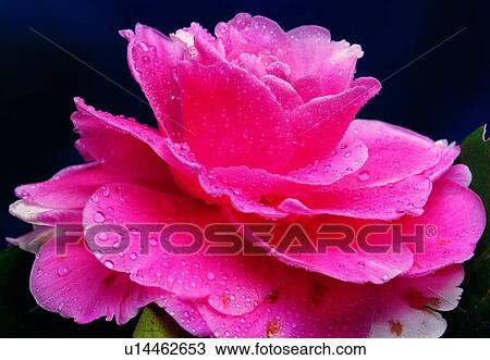 flower, plant, blossom, close-up, camellia, petal View Large Photo Image Stock Image - flower, plant, blossom, close-up, camellia, petal. Fotosearch