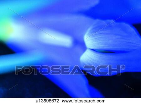 flower, purple, close-up, plant, petal, blossom View Large Photo Image Stock Image - flower, purple, close-up, plant, petal, blossom. Fotosearch