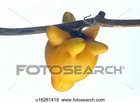 Stock Photo - flower, yellow, close-up, blossom, plant, petal. Fotosearch