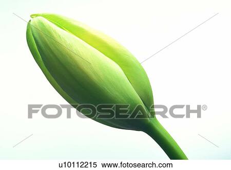 Stock Photography - petal, close-up, flower, blossom, bud, stem. Fotosearch