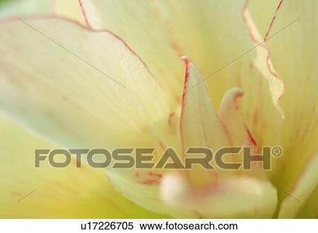 petal, close-up, plant, flower, blossom, white View Large Photo Image Stock Photography - petal, close-up, plant, flower, blossom, white. Fotosearch