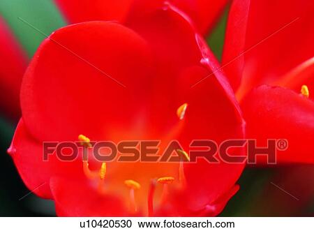 Stock Image - petal, flower, stamen, red, bud, plant. Fotosearch