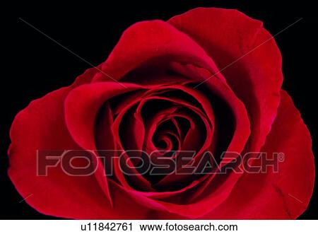 Stock Image - petal, red, flower, close-up, rose, blossom. Fotosearch