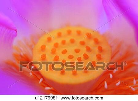 plant, blossom, flower, stamen, bud, lotus View Large Photo Image Stock Image - plant, blossom, flower, stamen, bud, lotus. Fotosearch