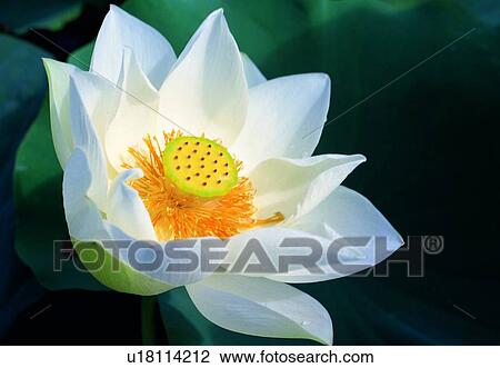 plant, blossom, petal, flower, white, lotus View Large Photo Image Stock Image - plant, blossom, petal, flower, white, lotus. Fotosearch