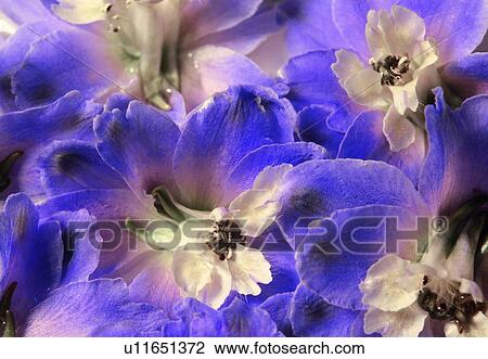 Stock Image - plant, blossom, petal, purple, close-up, flower. Fotosearch