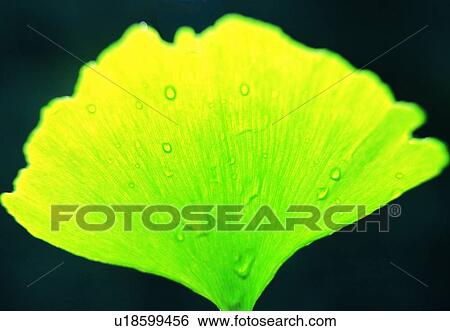Stock Photograph - plant, calyx, flower, close-up, petal, blossom. Fotosearch
