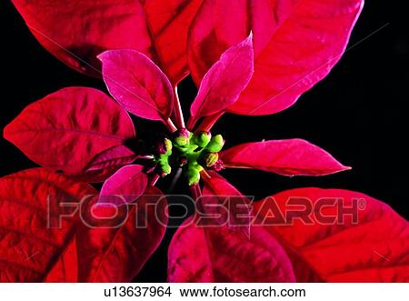 Picture - plant, flower, blossom, petal, close-up, poinsettia. Fotosearch