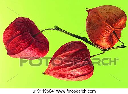 Picture - plant, flower, blossom, petal, close-up, red. Fotosearch