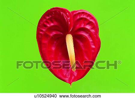 plant, flower, blossom, petal, close-up, anthurium View Large Photo Image Stock Image - plant, flower, blossom, petal, close-up, anthurium. Fotosearch