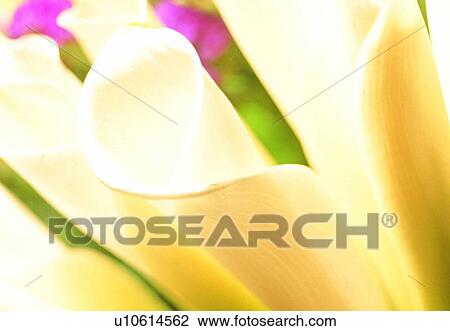 Stock Image - plant, flower, blossom, petal, close-up, calla lily. Fotosearch