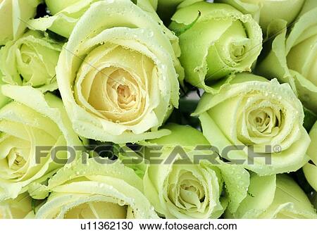 plant, flower, blossom, petal, close-up, rose View Large Photo Image Stock Image - plant, flower, blossom, petal, close-up, rose. Fotosearch