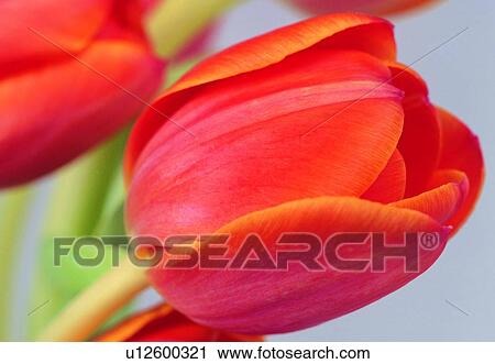 Stock Image - plant, flower, blossom, petal, close-up, tulip. Fotosearch