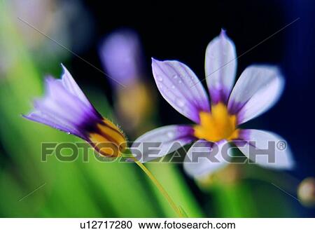 Stock Image - plant, flower, blossom, petal, close-up, purple. Fotosearch