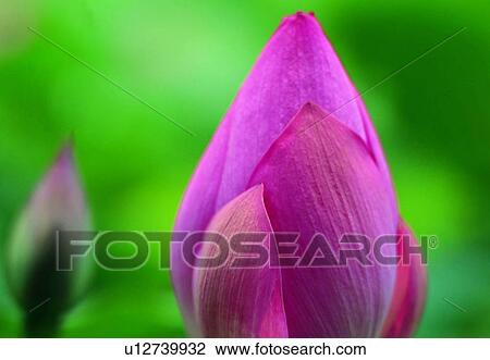 Stock Image - plant, flower, blossom, petal, close-up, lotus. Fotosearch