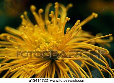 plant, flower, blossom, petal, close-up, stamen View Large Photo Image Stock Image - plant, flower, blossom, petal, close-up, stamen. Fotosearch