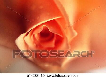 plant, flower, blossom, petal, close-up, rose View Large Photo Image Stock Image - plant, flower, blossom, petal, close-up, rose. Fotosearch