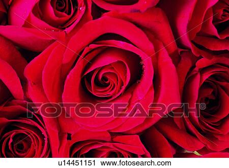 Stock Image - plant, flower, blossom, petal, close-up, rose. Fotosearch
