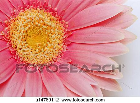 Stock Image - plant, flower, blossom, petal, close-up, sunflower. Fotosearch